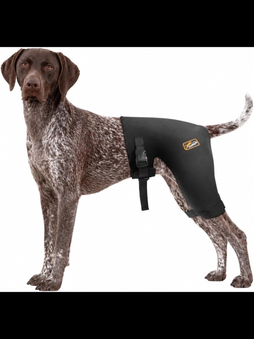 Dollephi Dog Hip Support Wrap Brace w/ Hot & Cold Therapy Pack, Size L